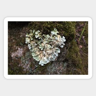 Heart shaped Lichen Sticker